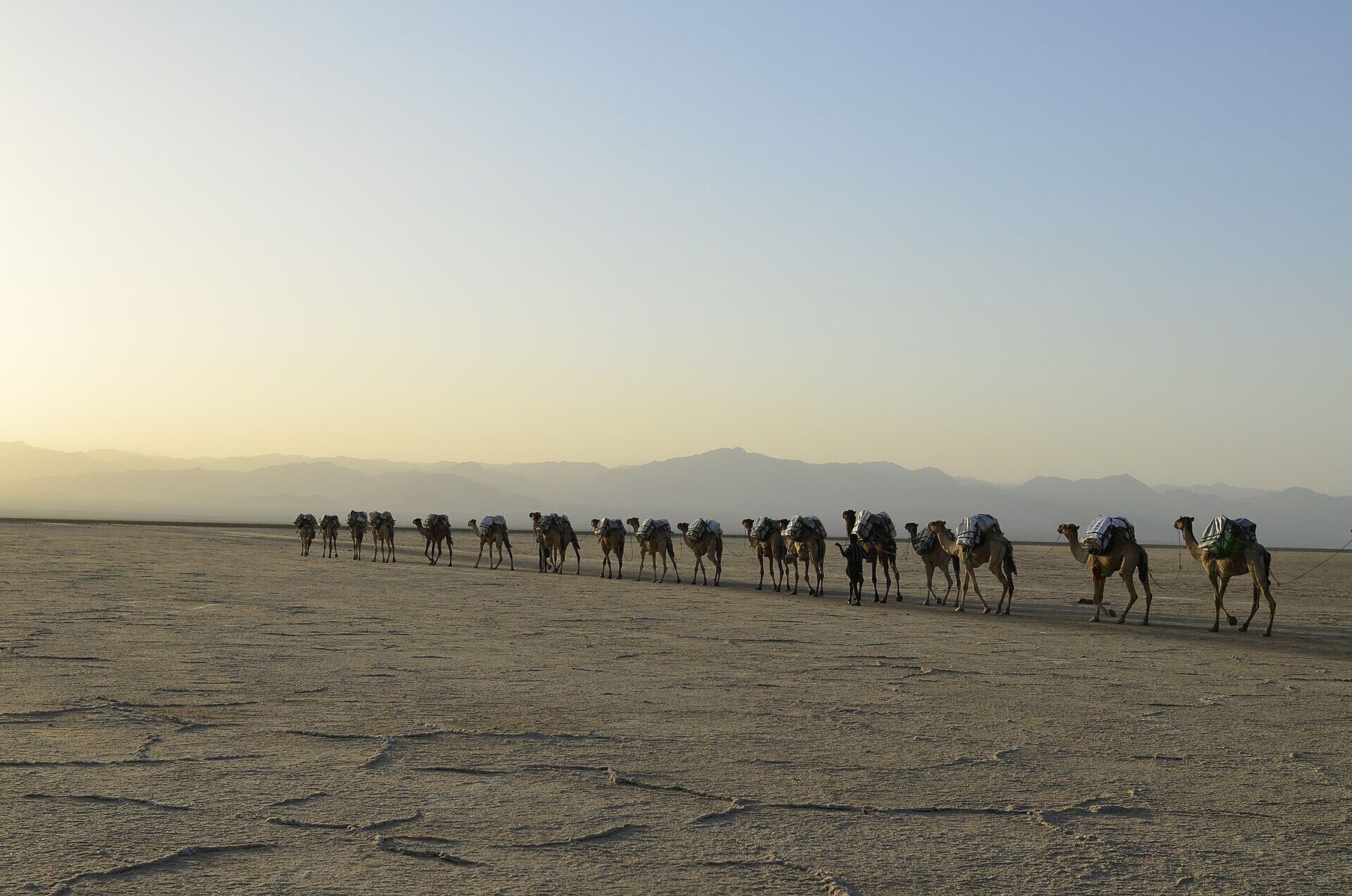 The Incense Roads: How Frankincense Built the Ancient World's Most Valuable Trade Route