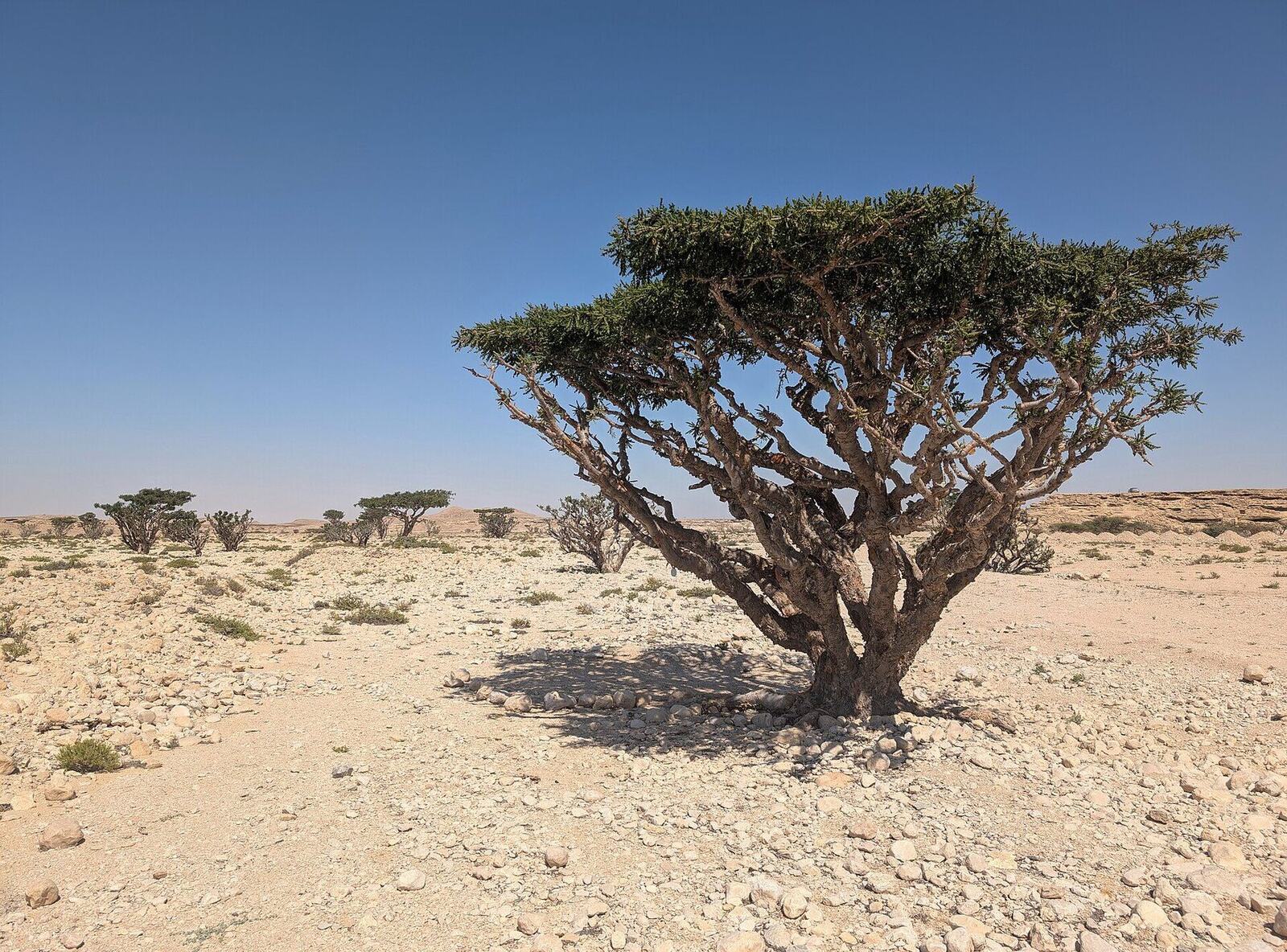 The Omani Frankincense Renaissance: Inside the Rebirth of the World's Oldest Luxury Ingredient